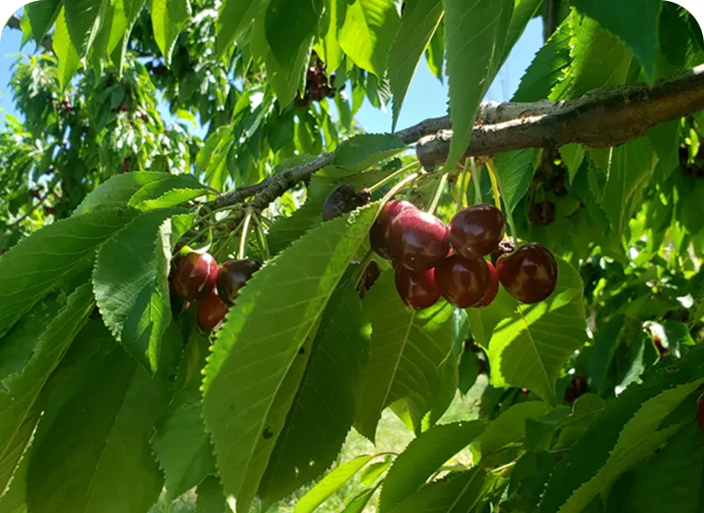 Ripe cherries hanging on tree branch