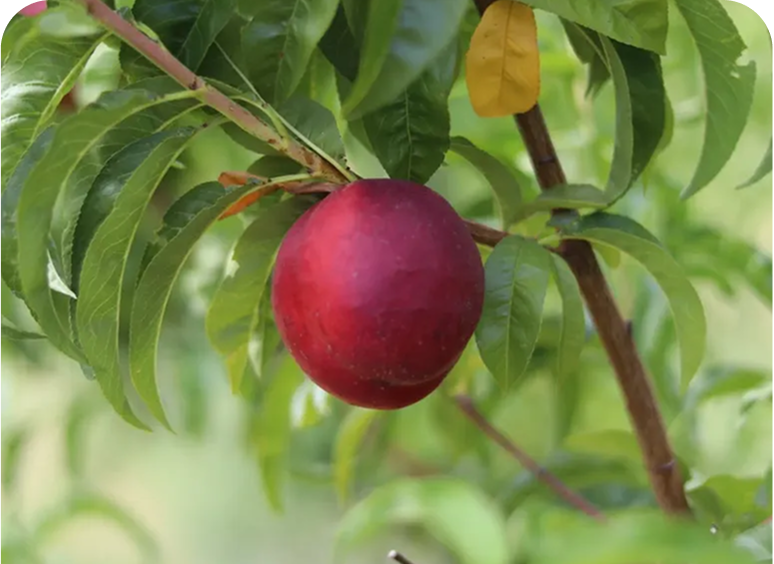 Ripe red plum on tree branch