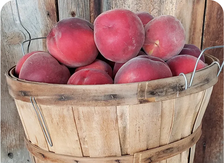 Fresh peaches in rustic basket