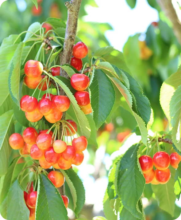 Fresh cherries growing on a branch