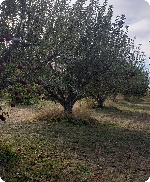 Apple trees in a grassy orchard