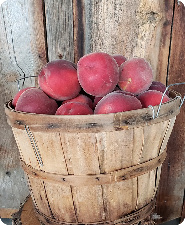 Basket of ripe red peaches