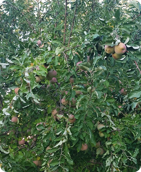 Lush apple tree branches