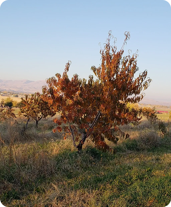 Scenic view of trees with autumn foliage