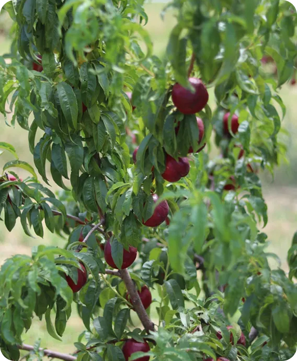 Green leaves and red peaches on branches