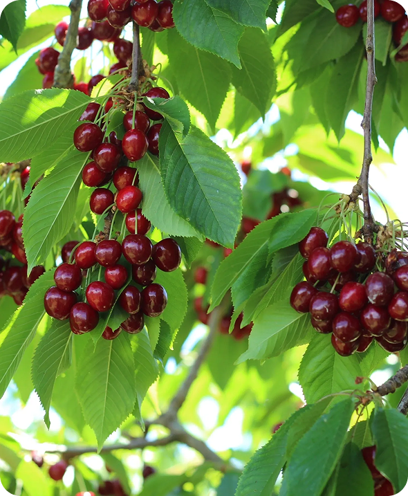 Cluster of cherries on a sunny day