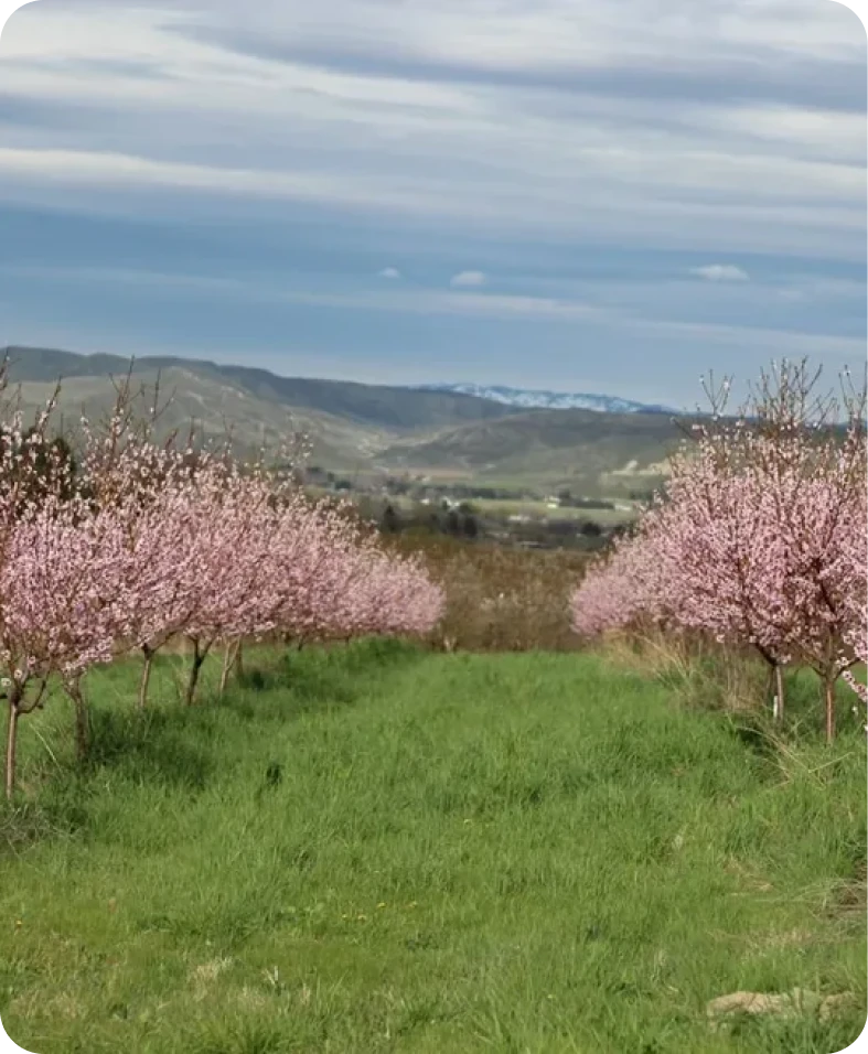 Blooming orchard with distant mountains