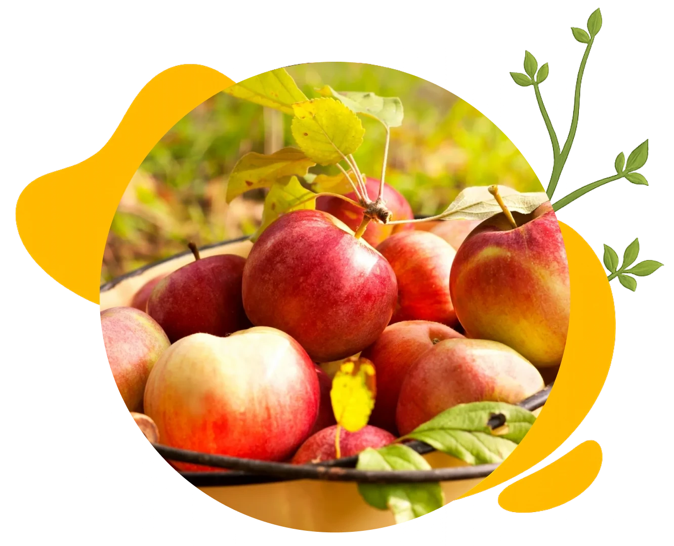 Harvested apples on a sunny day