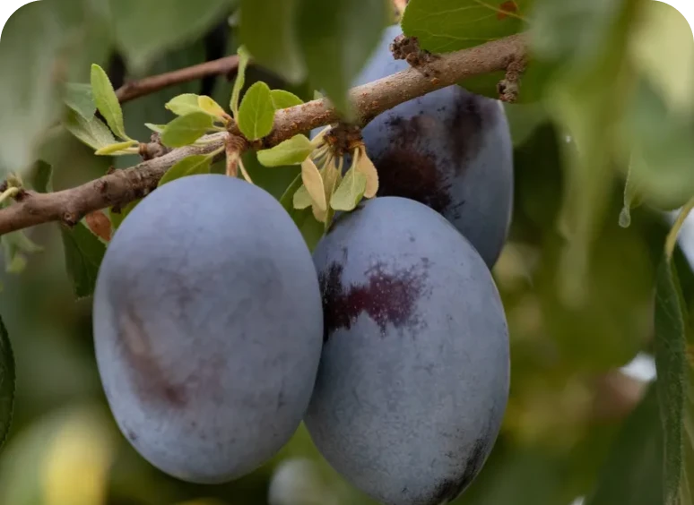 Close-up of plums with green leaves
