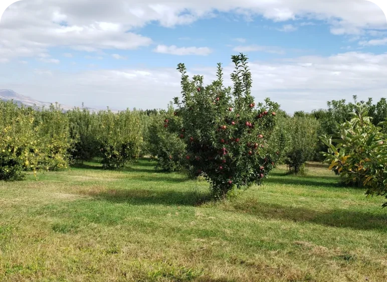 Orchard with apple trees and clouds