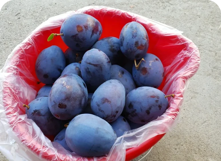 Blue plums in a red basket